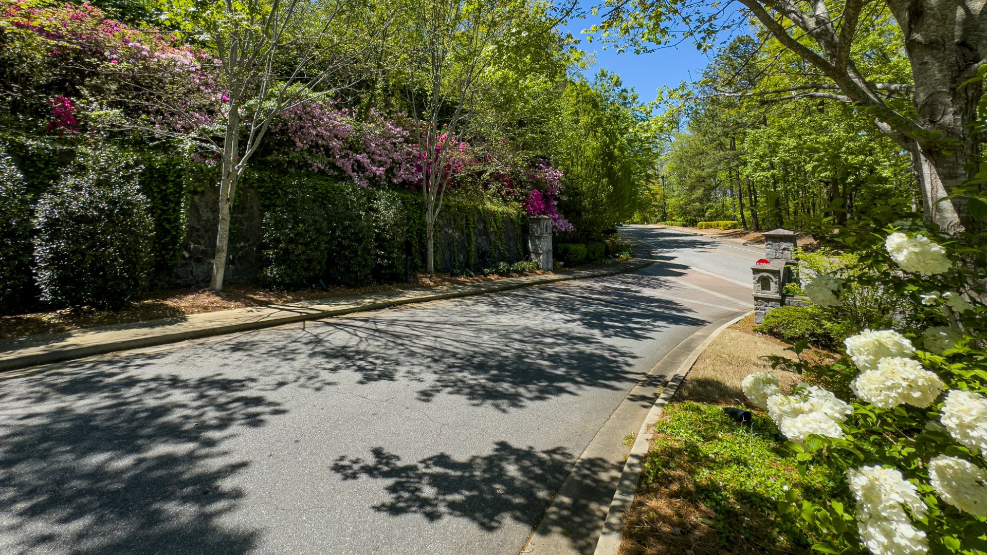 Azalea-lined road