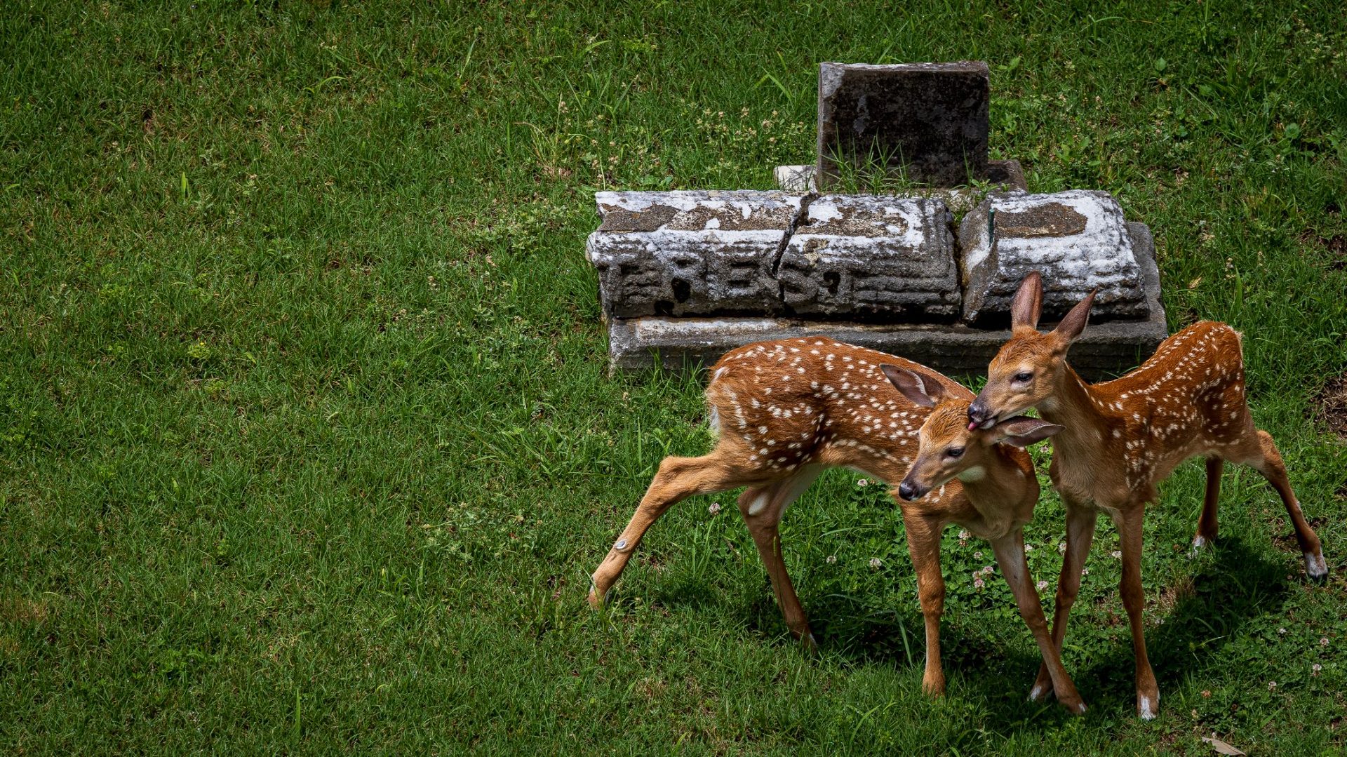 Twin fawns in the neighborhood